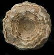 Flower-Like Sandstone Concretion - Pseudo Stromatolite #34214-1